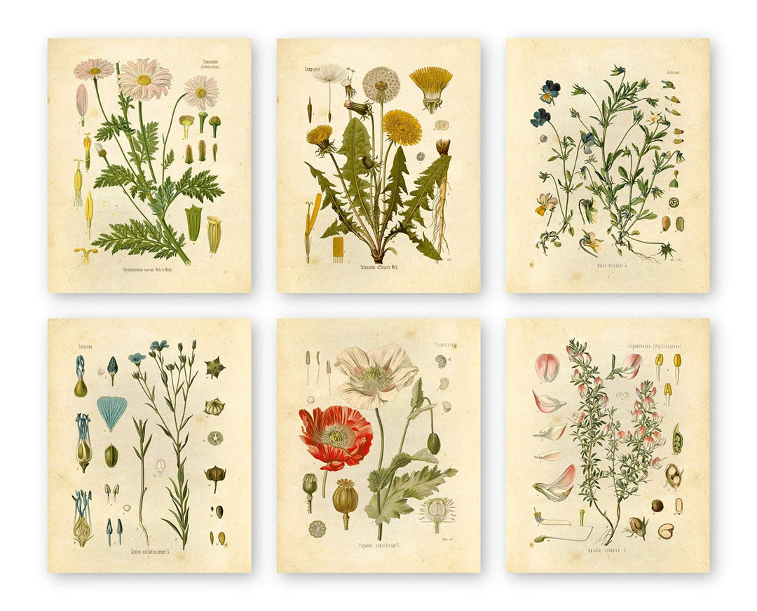 Vintage Floral Wall Art Print - Wild Cause