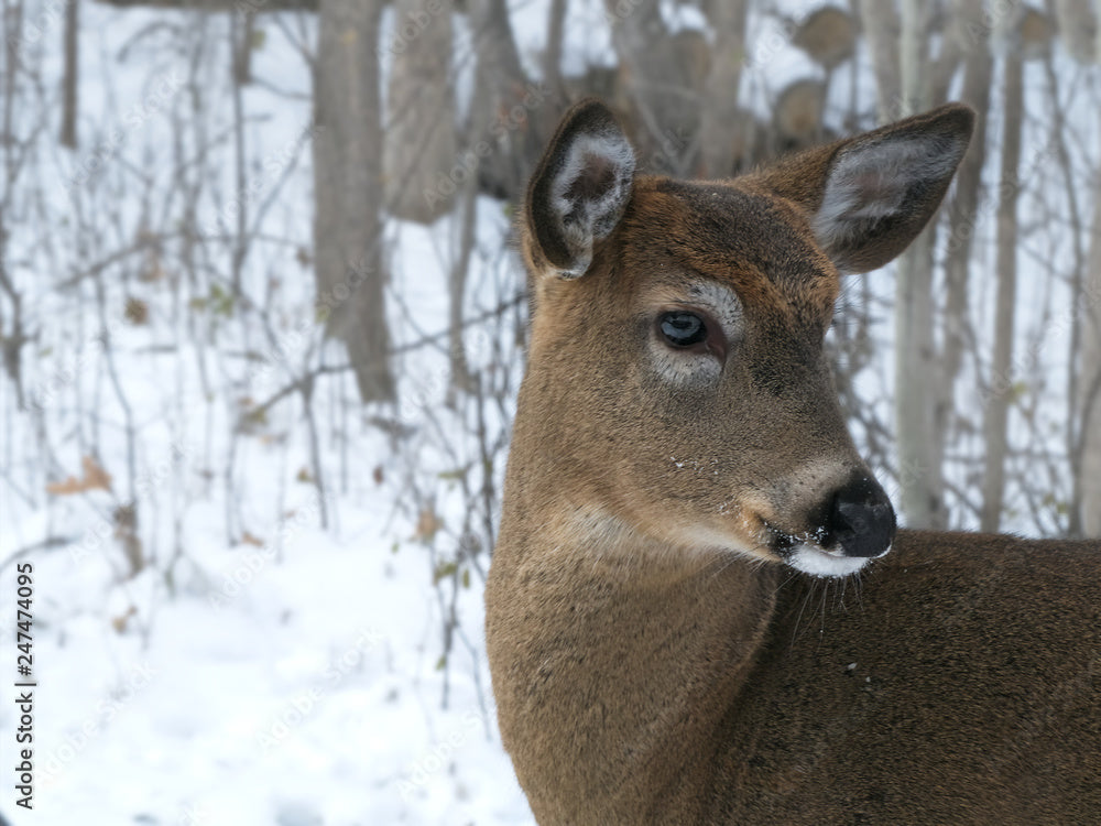 Wildlife Winter Tales