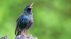 Bird Watching Collection