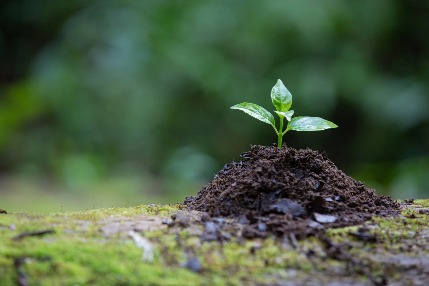 Plant Trees